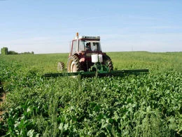 Micron Weed Wiper 6m in Sugar Beet