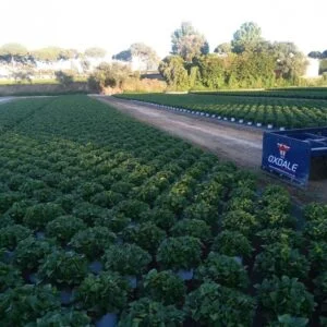 OXDALE PRODUCTS Heavy Duty Grader Box 10ft